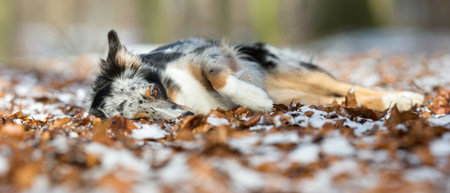 Healthy purebred dog photographed outdoors in the nature on a sunny day.の写真素材