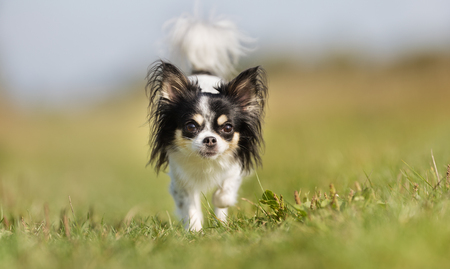 Healthy purebred dog photographed outdoors in the nature on a sunny day.の写真素材