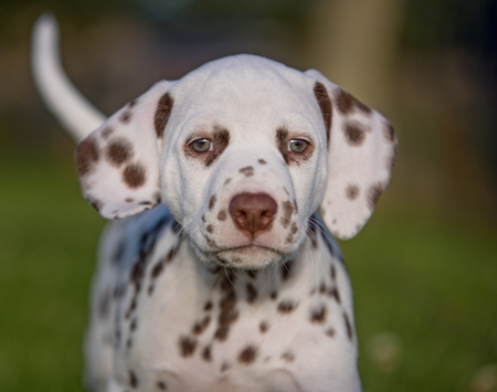 Healthy purebred dog photographed outdoors in the nature on a sunny day.の写真素材