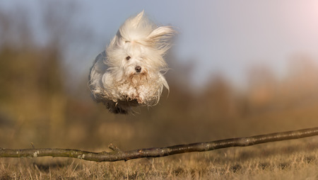 Healthy purebred dog photographed outdoors in the nature on a sunny day.の写真素材