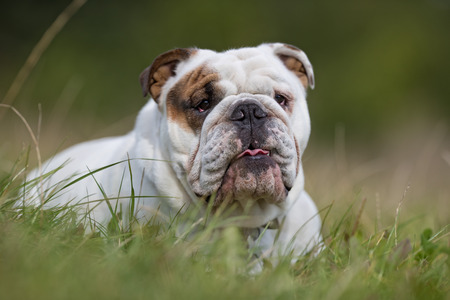 Healthy purebred dog photographed outdoors in the nature on a sunny day.の写真素材