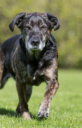 Healthy purebred dog photographed outdoors in the nature on a sunny day.の写真素材