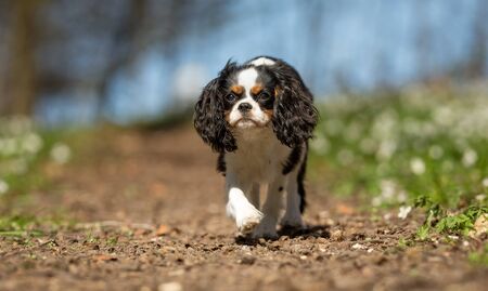Healthy purebred dog photographed outdoors in the nature on a sunny day.の写真素材