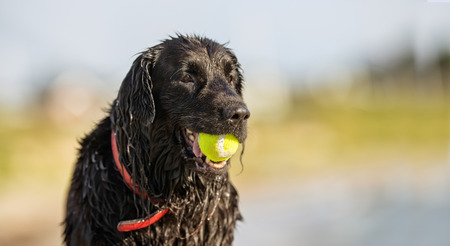 Healthy purebred dog photographed outdoors in the nature on a sunny day.