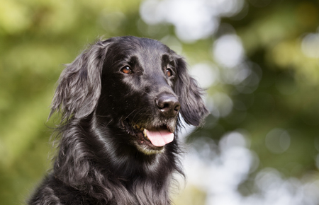 Healthy purebred dog photographed outdoors in the nature on a sunny day.の写真素材