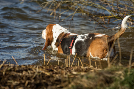 Healthy purebred dog photographed outdoors in the nature on a sunny day.の写真素材