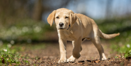 Healthy purebred dog photographed outdoors in the nature on a sunny day.
