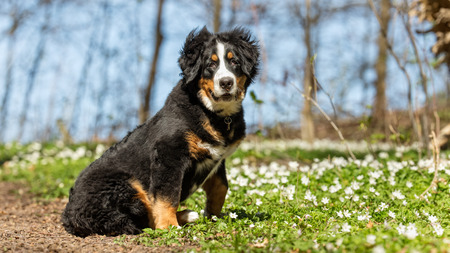 Healthy purebred dog photographed outdoors in the nature on a sunny day.の写真素材