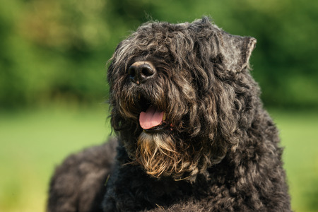 Healthy purebred dog photographed outdoors in the nature on a sunny day.の写真素材