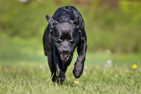 Healthy purebred dog photographed outdoors in the nature on a sunny day.の写真素材