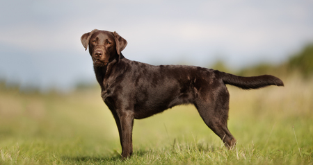 Healthy purebred dog photographed outdoors in the nature on a sunny day.の写真素材