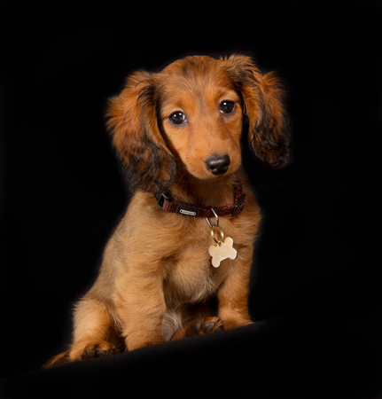 Healthy young longhaired dachshund dog puppy on black background in studio.の写真素材