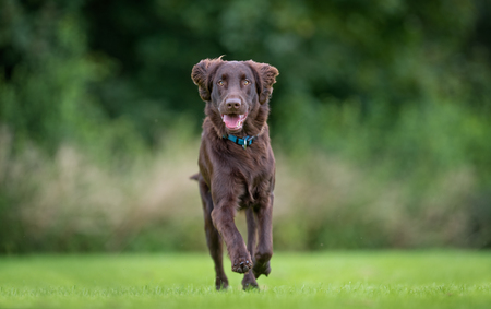 Healthy purebred dog photographed outdoors in the nature on a sunny day.の写真素材