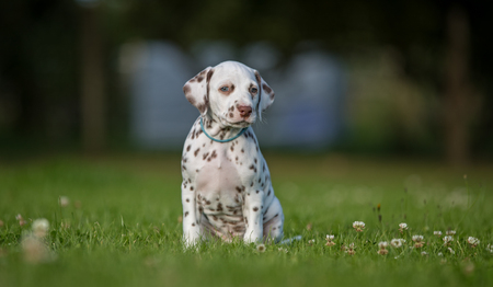 Healthy purebred dog photographed outdoors in the nature on a sunny day.の写真素材