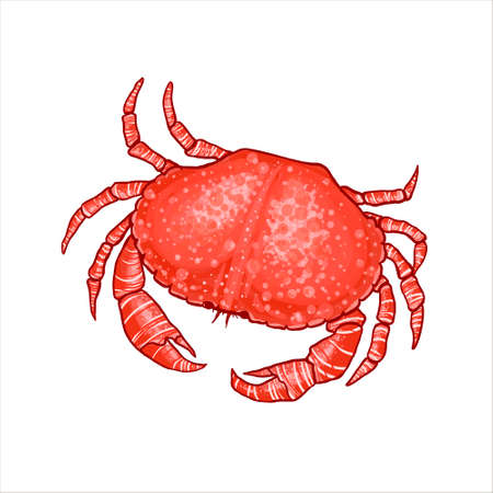 illustration of a crab in realistic style. Stylized illustration of a boiled crab with stripesのイラスト素材