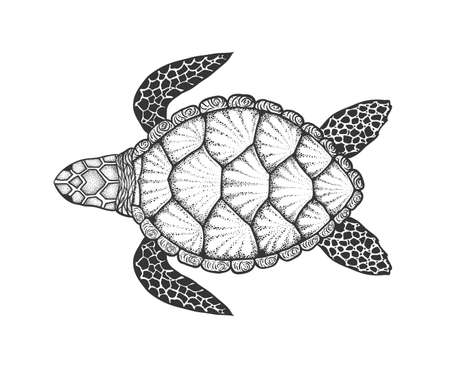 Sea turtle in line art style. Hand drawn vector illustration. Top view. Design for coloring book. Set of ocean elementsのイラスト素材