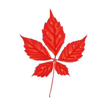 Autumn Parthenocissus foliage. Creative vector illustration in cartoon style. Red leaf with water drops. Design elementのイラスト素材