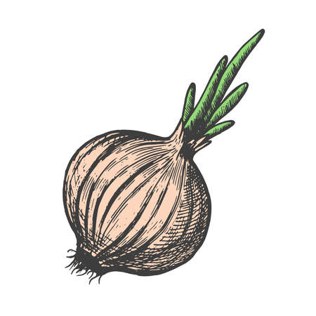 Hand drawn vector illustration of onion sketch style. Doodle vegetable elementのイラスト素材