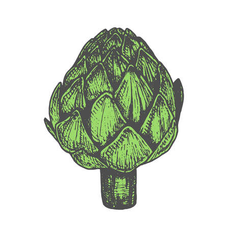 Hand drawn vector illustration of artichoke sketch style. Green doodle vegetable elementのイラスト素材