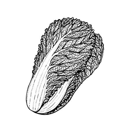 Hand drawn vector illustration of napa cabbage doodle styleのイラスト素材