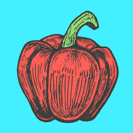 Hand drawn vector illustration of red pepper sketch style. Doodle vegetable elementのイラスト素材