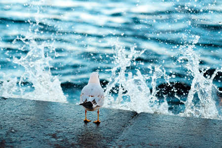 Gull sits on coast. Water drops in the air. Sea wave splashesの写真素材