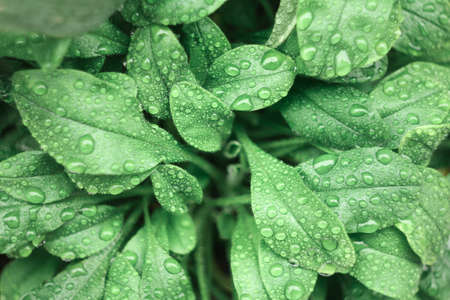 Fresh water drops on green leaves. Close up. Dew after rainの写真素材