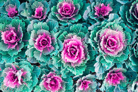 Decorative cabbage with green and purple pink leaves. Top view. Nature backgroundの写真素材