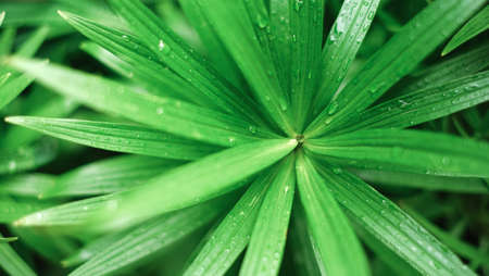 Water drops on green long leaves. Close up. Dew after rain macroの写真素材