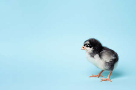 Little chicken stands on blue background. Newborn bird. Copyspaceの写真素材