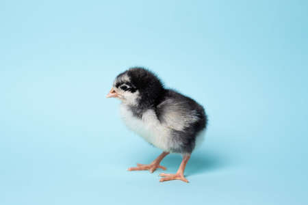 Little chicken stands on blue background. Newborn birdの写真素材