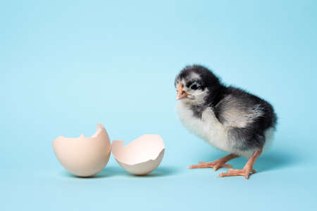 Little chicken with eggshell stands on blue background. Newborn birdの写真素材
