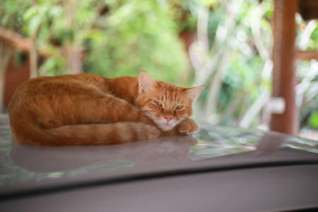 Cat sleep on the roof carの写真素材