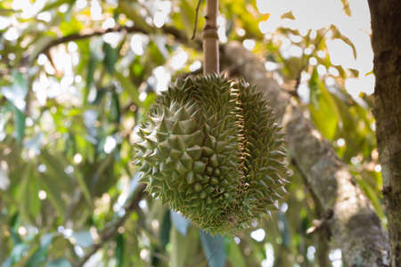 Fresh durian on the tree in the gardenの写真素材