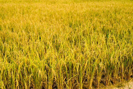 cornfield,agriculture cornfieldの写真素材