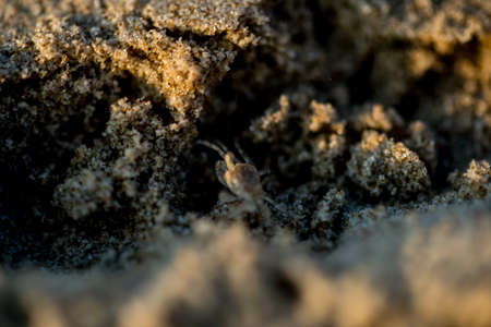 Sand crabs,Focus on baby crab on beach it go out hole and search food,A beautiful pale yellow Horned Ghost Crab hiding in its burrowの写真素材
