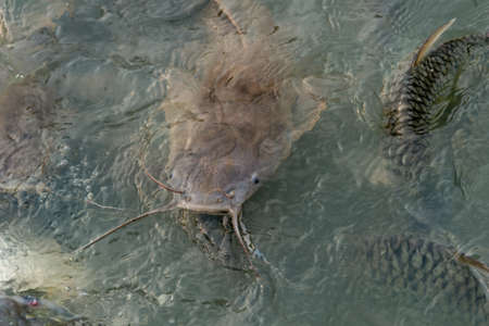 Shoal of catfishes slithering in water of Gadisar Lake, Jaisalmer, Rajasthan, Farmed catfish feedingの写真素材