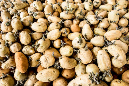 srouted potatoes against a white backgroundの写真素材