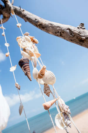 sea shells with sand as background,Sea shellsの写真素材