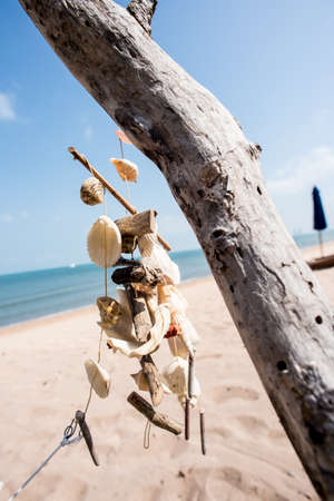 sea shells with sand as background,Sea shellsの写真素材