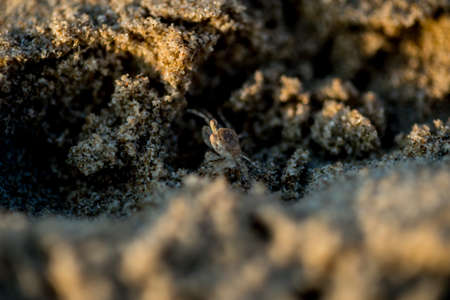 Sand crabs,Focus on baby crab on beach it go out hole and search food,A beautiful pale yellow Horned Ghost Crab hiding in its burrowの写真素材