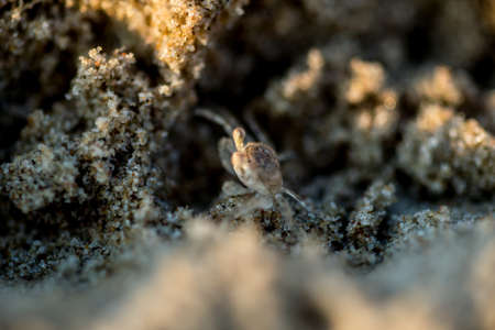 Sand crabs,Focus on baby crab on beach it go out hole and search food,A beautiful pale yellow Horned Ghost Crab hiding in its burrowの写真素材