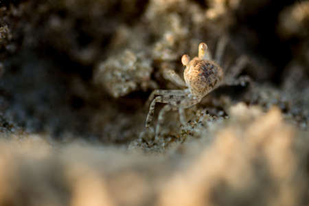 Sand crabs,Focus on baby crab on beach it go out hole and search food,A beautiful pale yellow Horned Ghost Crab hiding in its burrowの写真素材