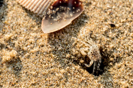 Sand crabs,Focus on baby crab on beach it go out hole and search food,A