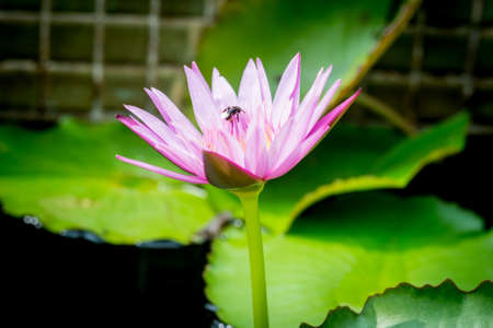 Bee on lotus flower,bee swarm water lily, lotus in nature,bee on lavender lilyの写真素材