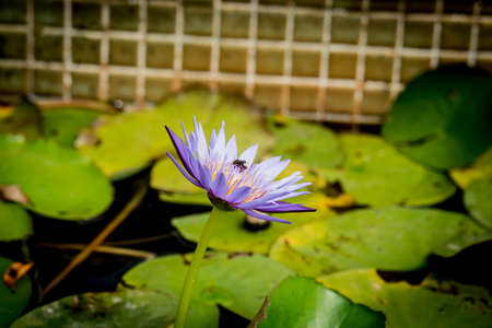 Bee on lotus flower,bee swarm water lily, lotus in nature,bee on lavender lilyの写真素材