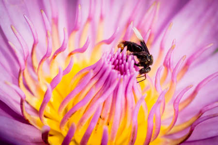 Bee on lotus flower,bee swarm water lily, lotus in nature,bee on lavender lilyの写真素材