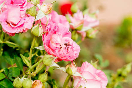 pink rose and feasting bee,flying bee,Bumble Bee,bumble bee flying on flowerの写真素材