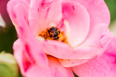 pink rose and feasting bee,flying bee,Bumble Bee,bumble bee flying on flowerの写真素材