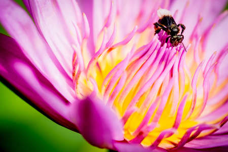 Bee on lotus flower,bee swarm water lily, lotus in nature,bee on lavender lilyの写真素材